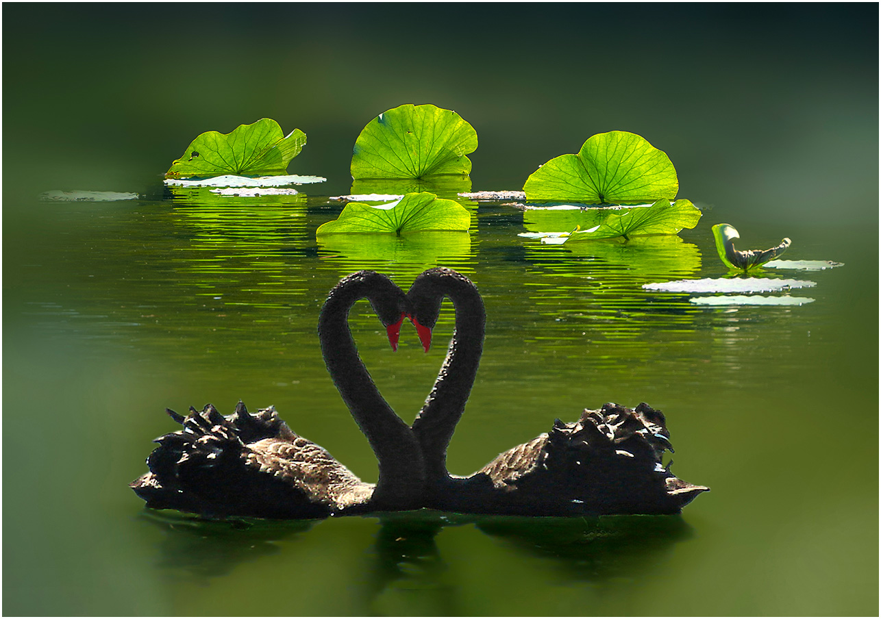 Swans in Lotus Pond